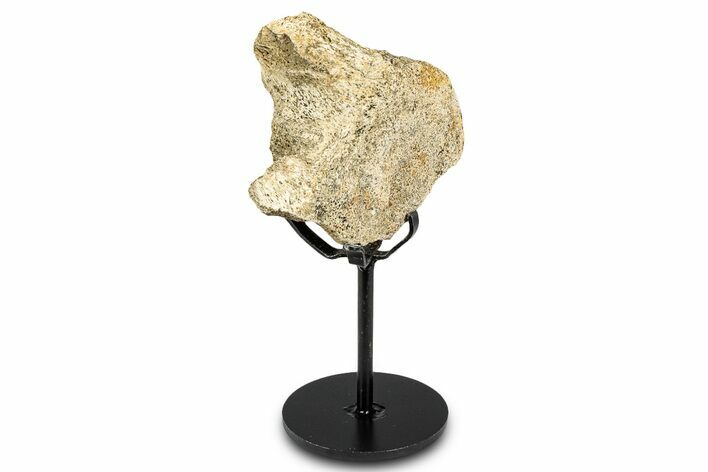 Fossil Hadrosaur Partial Vertebra w/ Metal Stand - South Dakota #335502